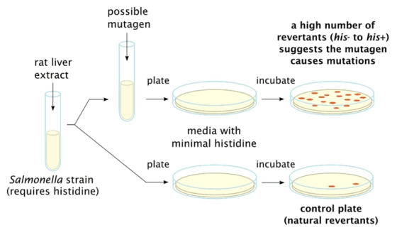 possible mutagen a high number of revertants (his- to his+) suggests the mutagen causes mutations rat liver extract plate inc