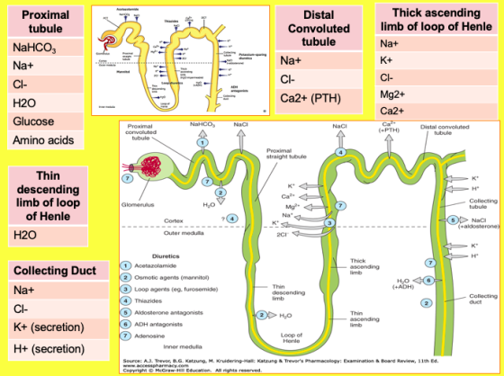 Distal Convoluted tubule Thick ascending limb of loop of Henle Na+ K+ Na+ Proximal tubule NaHCO3 Na+ CI- H2O Glucose Amino ac