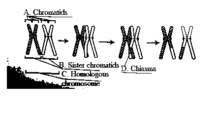 A. Chromatids - SE C B. Sister chromatids D. Chiasma . Homologous chromosome