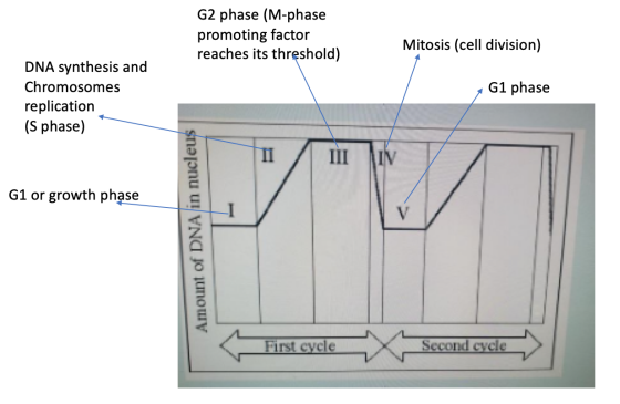 G2 phase (M-phase promoting factor reaches its threshold) Mitosis (cell division) G1 phase DNA synthesis and Chromosomes repl