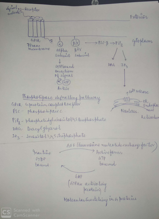 Analog - Receptor keleptor moleute Enterior way 610 -GPCR o o CBD - PLC- B Pipo cytoplasm tans membrane alpha Blv sukund subu