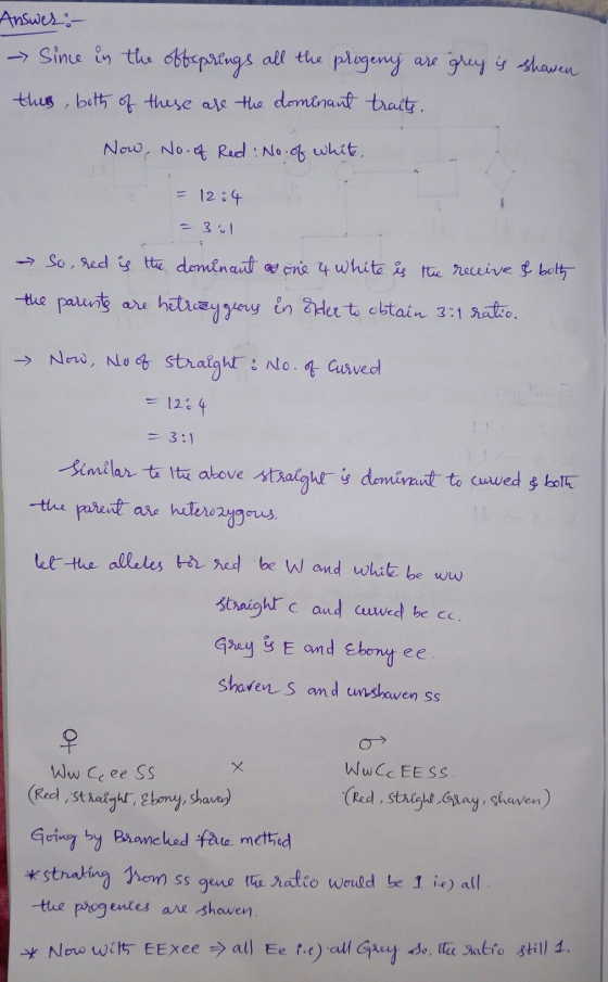 Answers - Since in the offsprings all the progeny are grey is shaven this, both of these are the dominant traits. Now, No. of