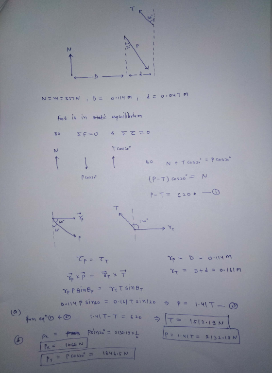 - - - - N=W=537N D = 0.114 m d = 0.047 m foot is in static equilibrium 90 ΣΕ = 0 4 Στα 6 Tcos 30° 80 N+ T CosJo =P Cosje Plo