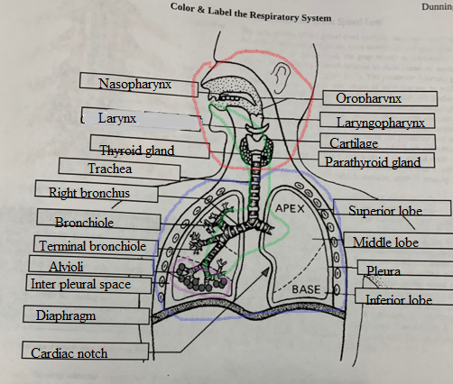 Color & Label the Respiratory System Dunnin Nasopharynx Oropharynx Laryngopharynx Cartilage Parathyroid gland Larynx Thyroid