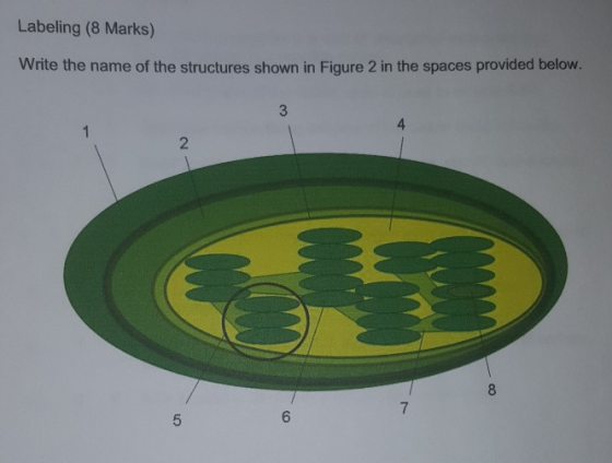 Labeling (8 Marks) Write the name of the structures shown in Figure 2 in the spaces provided below. 4 6.