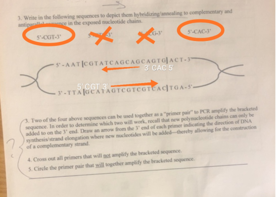 3. Write in the following sequences to depict them hybridizing/annealing to complementary and antipallwence in the exposed nu