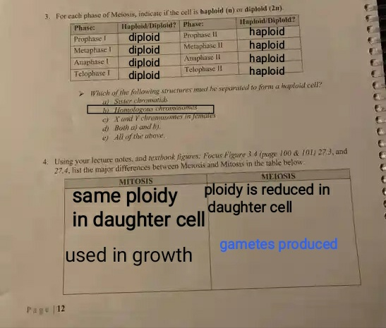 3. For each phase of Meiosis, indicate if the cell is haploid (n) or diploid (2) Phase: Haploid/Diploid? Phase: Tilapioid/Dip