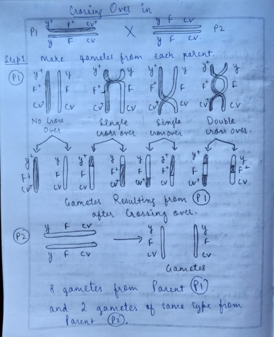 Crossing Over in = P2 y F cv. y FcV make ametes from Step 1 each parent, No cross single of crors over single i crossover Dou
