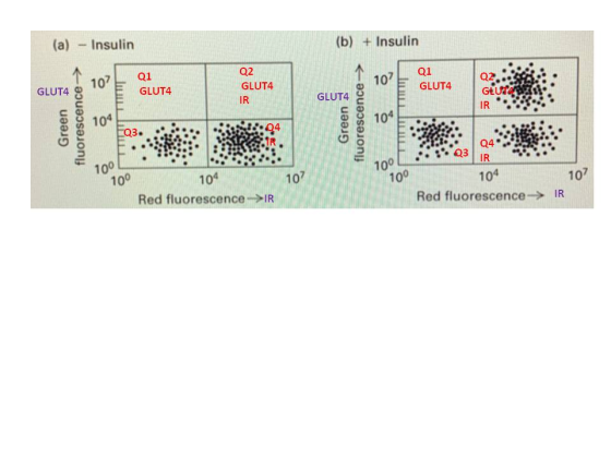 (a) - Insulin (b) + Insulin Q1 Q1 GLUT4 Q2 GLUT4 Q2 GLUT4 IR GLUT4 GLUT4 Geuren IR Green fluorescence Green fluorescence IR 1