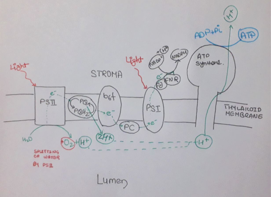 ATO Light synthone. WAS STROMA Lihat are con AOPERIT (bot THY LAICOID MEMBRANE SPUTTING WATGR BU PSI Lumen