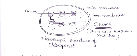 Nouta membrane Urana Hinner membrane STROMA .. (Calvin cycle en a chions . occup here) microscopic structure of Chloroplast