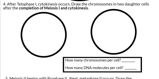 4. After Telophase I, cytokinesis occurs. Draw the chromosomes in two daughter cells after the completion of Meiosis I and cy