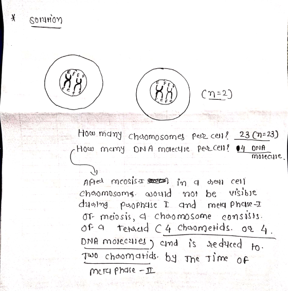 * Solution (n=2) How many Chcromosomes peer cell? 23 (n=23) How many ONA molecylie per cell? 04 ONA molecule Afted meosis-I o