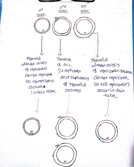 2 nd PT Planmid and Duplicoto Cannt repticate Occuse Hube ons Ar