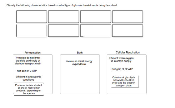 Classify the following characteristics based on what type of glucose breakdown is being described Cellular Respiration Fermen