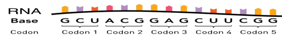 RNA Base L M M M MYY . G C U A C G G A G C U U C G G Codon 1 Codon 2 Codon 3 Codon 4 Codon 5 Codon