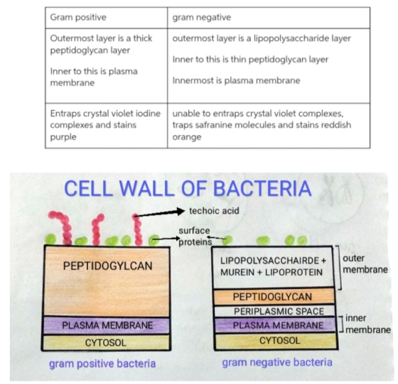 Gram positive gram negative Outermost layer is a thick peptidoglycan layer outermost layer is a lipopolysaccharide layer Inne