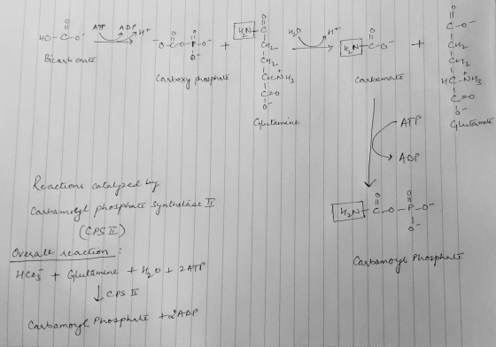 oro APP I 4o-Crot ADP ut 0 0 UNE O=U-u 12ht lo-co-P-01 4. NTC-07 Cuz си, Bicarbonate си. 0=0-5-F_5_9_o Carboxy ч, Carbamate и