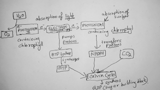 e- ELECTRON e TRANSPORT CHAT 02 containing chlorophyll protons Но absooption of light absorption of x sunlight PHOTOSYSTEM PH