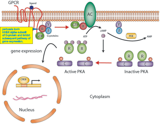GPCR ligand ooooodbodoodoooooo0000000000000oood Liitilinii initi nnn ooooOQQQQQQ0000000000000000 millilit in na AC OC GTP CAM