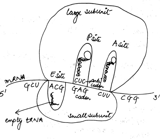 large subunit 1. Psite A site - Esite CUACG) | auctanding MRNA Si Goud GAG cuul CGG 3 small subun empty ERNA