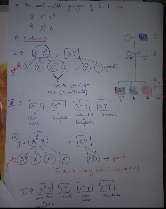 * The most possible genotypes of I-1 are @ Evaluation. h х cole W X3 % a ganeli due to crossing- over (ore combination) C & S