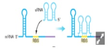 d O RNA 凸 RES