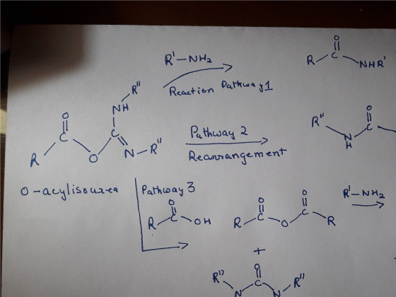 ro R-NH2 NAR R Reaction pathway 1 Oy 2 Pathway 2 Rearrangement N -R o-acylisourea O NH OH ou N-R