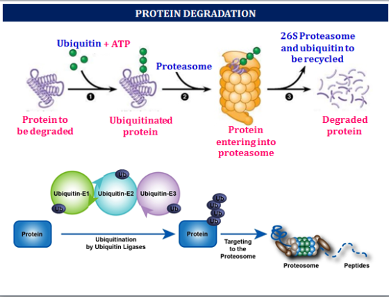 PROTEIN DEGRADATION Ubiquitin + ATP 26S Proteasome and ubiquitin to be recycled Proteasome Protein to be degraded Ubiquitinat