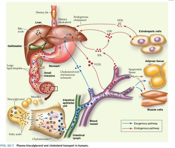 Dietary fat Endogenous Dietary cholesterol cholesterol HDL Liver Bile acids LDL Extrahepatic cells Gallbladder IDL Adipose tissue ● VLDL Large lipid droplets Stomach lipoproteirn pase Cholesterol-rich Small intestine chylomicron remnants Micelles Triacylglycerol Intestinal epithelial ell Muscle cells Blood vessel Exogenous pathway Endogenous pathway ly m Fatty acids Intestinal lymph Chylomicrons FIG. 20-7 Plasma triacylglycerol and cholesterol transport in humans