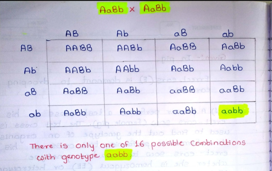 AaBb x AaBb AB Ab aB ab AaBb AB РАВО AABb AaB B PaBb Aabb Ab poig aB AABb A Abb trooloob ce AaBB AaBb aaBBD aaBb eid ab Новы