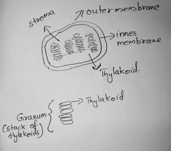 router membrane strona inner membrane Thylakoid Thylakoid from Granum (stack of thylakoids