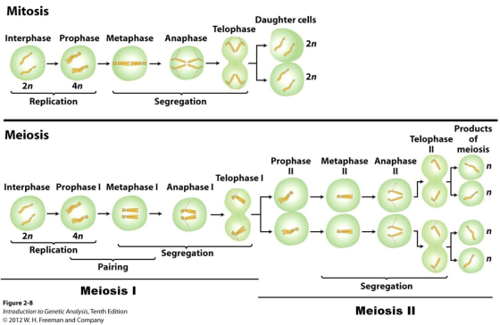 Mitosis Daughter cells Telophase Interphase Prophase Metaphase Anaphase 2n 4n Replication Segregation Meiosis Products Teloph