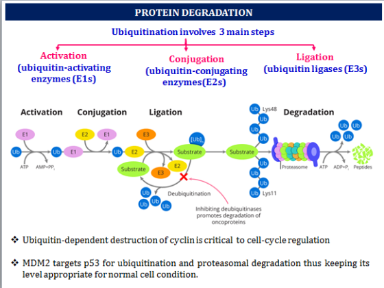 PROTEIN DEGRADATION Ubiquitination involves 3 main steps Activation (ubiquitin-activating enzymes (E1s) Conjugation (ubiquiti