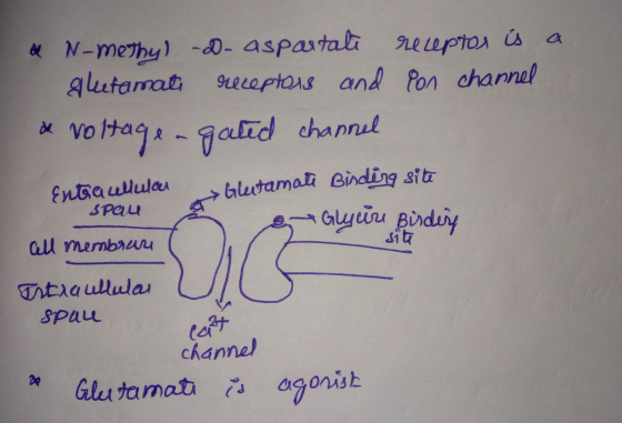 N-methy)-- aspastali autamat 2l lepto is 9t0laptors and Pon channel a vo Hag-galid channul fnaaululau SPau Glutamai Binding s