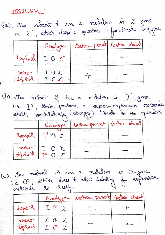 ANSWER: (a). The mulant 1 has a mutation in Z-gene ie 2, which doesnt produce functional enzyme. a Genotype Lactose present