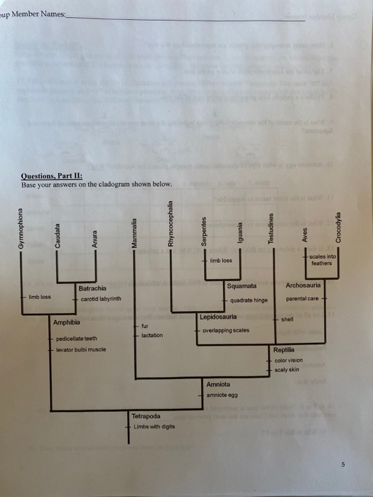 up Member Names Questions. Part II: Base your answers on the cladogram shown below. Gymnophiona -Caudata Rhyncocephalia Mamma