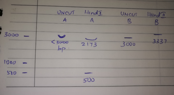 UNCUT ind UNCU 3000 3337 ぐろ(760 21 3 1000 - STO Soo