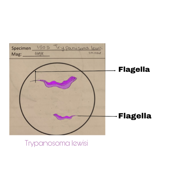 Specimen Mag: 1505 Try Pano Soma lewisi TOX smoar Flagella - Flagella Trypanosoma lewisi