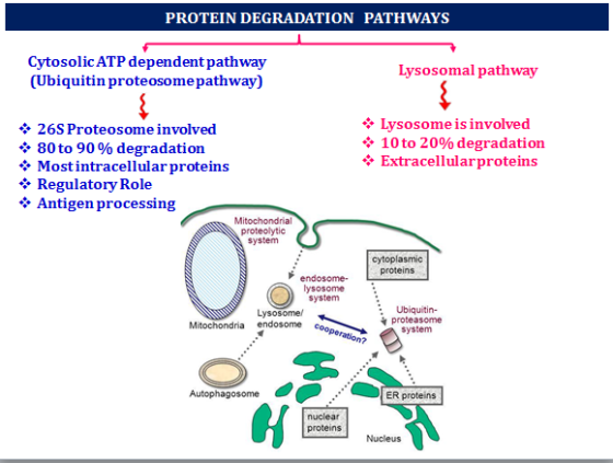 PROTEIN DEGRADATION PATHWAYS Cytosolic ATP dependent pathway (Ubiquitin proteosome pathway) Lysosomal pathway 26S Proteosome