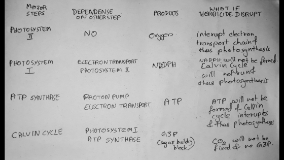 MAJOR STEPS DEPENDENSE ON OTHER STEP PRODUCTS WHAT IF HERBICIDE DISRUPT PHOTO SYSTEM ✓ NO Oxygen transport chaint interupt e