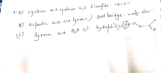 6.6 cysteine and cysteine =) disusfide . s-s- BD as partre acid and lysoinea) salt bridge.-with-cocomm (o tyrosine and H2O =)