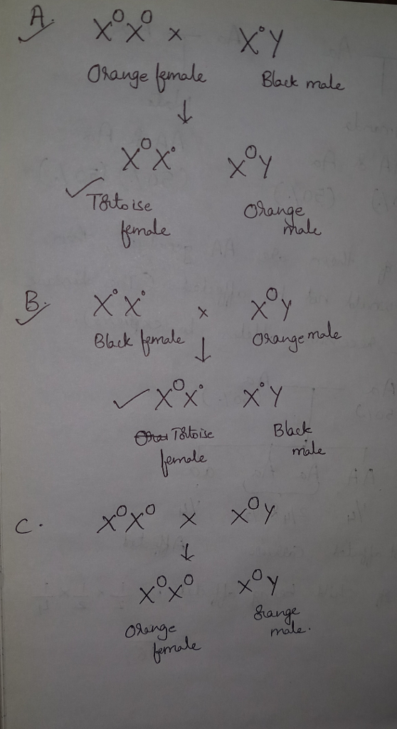 hangemleBak male 0 Tato ise Oange Blark temale ooung mo e Back , レ