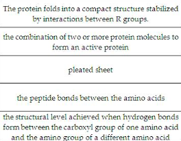 The protein folds into a compact structure stabilized by interactions between R groups. the combination of two or more protei