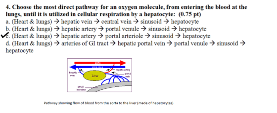 4. Choose the most direct pathway for an oxygen molecule, from entering the blood at the lungs, until it is utilized in cellu
