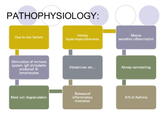 PATHOPHYSIOLOGY: Airway Due to risk factors hyperresponsiveness Mucus secretion, inflammation Stimulation of immune system Ig