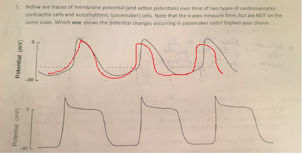 1. Below are traces of membrane potential (and action potentials) over time of two types of cardiomyocytes: contractile cells