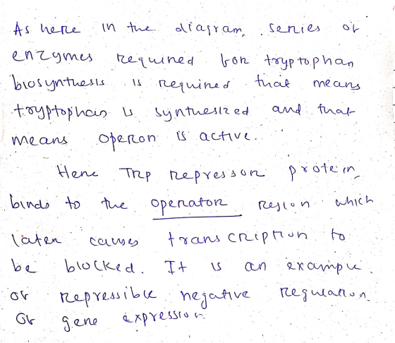 As here in the diagram senies or enzymes Requined for tryptophan biosynthesis is requined that means tryptophain u synthesize