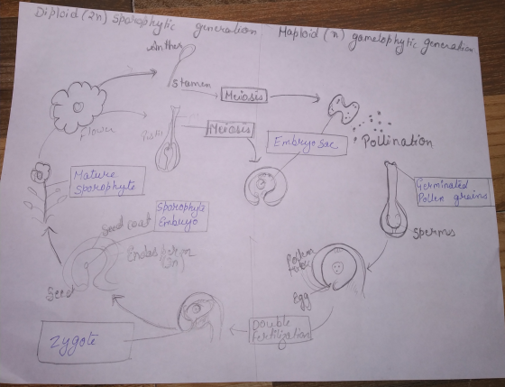 Diploid (2n) Sporophytic generation Maploid (n) gometophytic generabica Anther Istemen (Meiosis) stamen Meiosis) lower disti