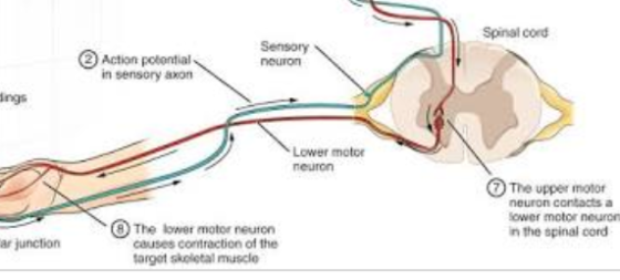 Spinal cord Action potential in sensory axon Sensory neuron dings Lower motor neuron The upper motor neuron contacts a lower